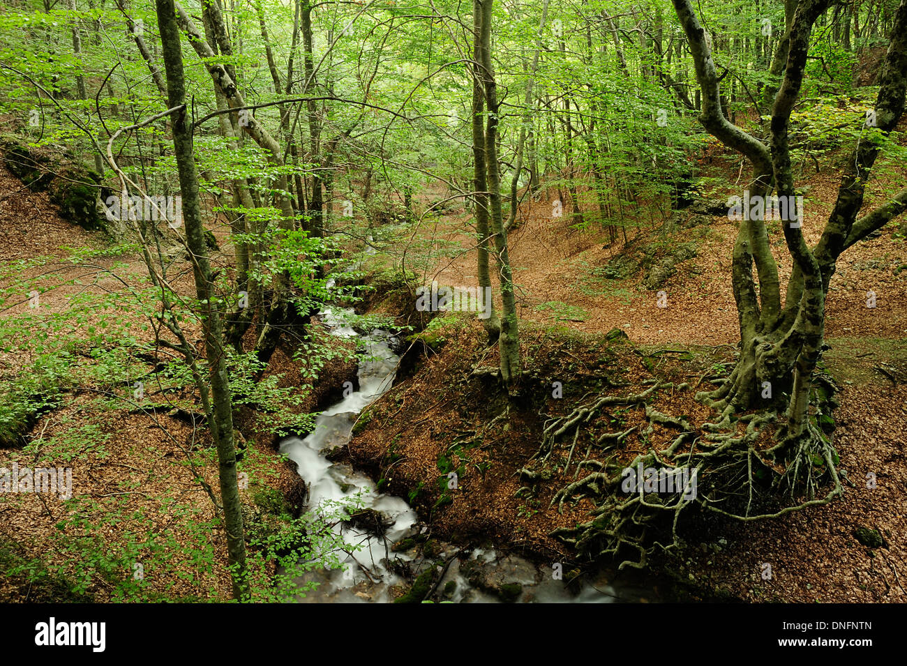 Fiumata, fiumi Aniene ruscelli, Filettino, Frosinone, Lazio, Italia Foto Stock