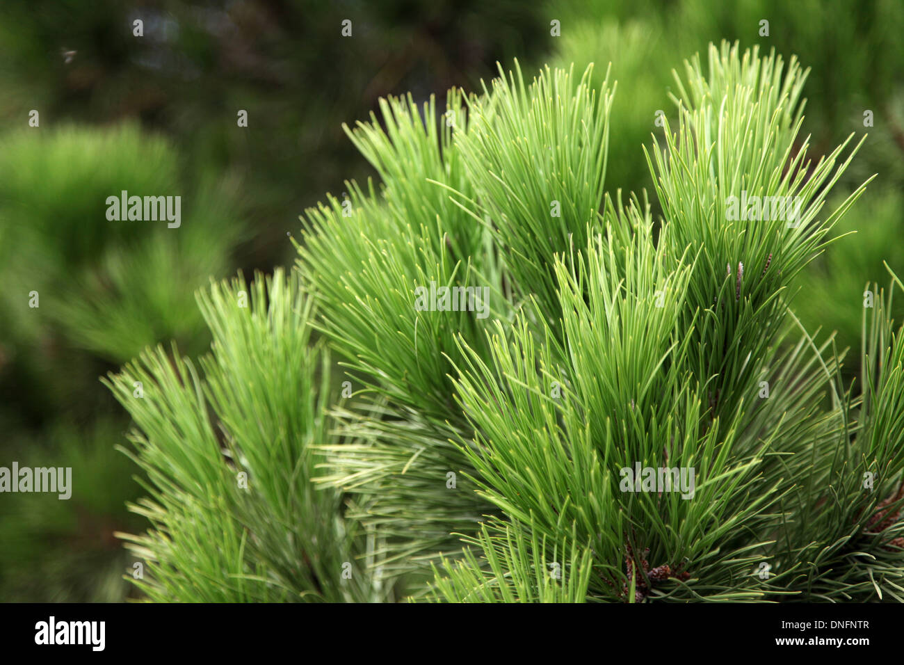 Primo piano di un pino, Lisbona Foto Stock