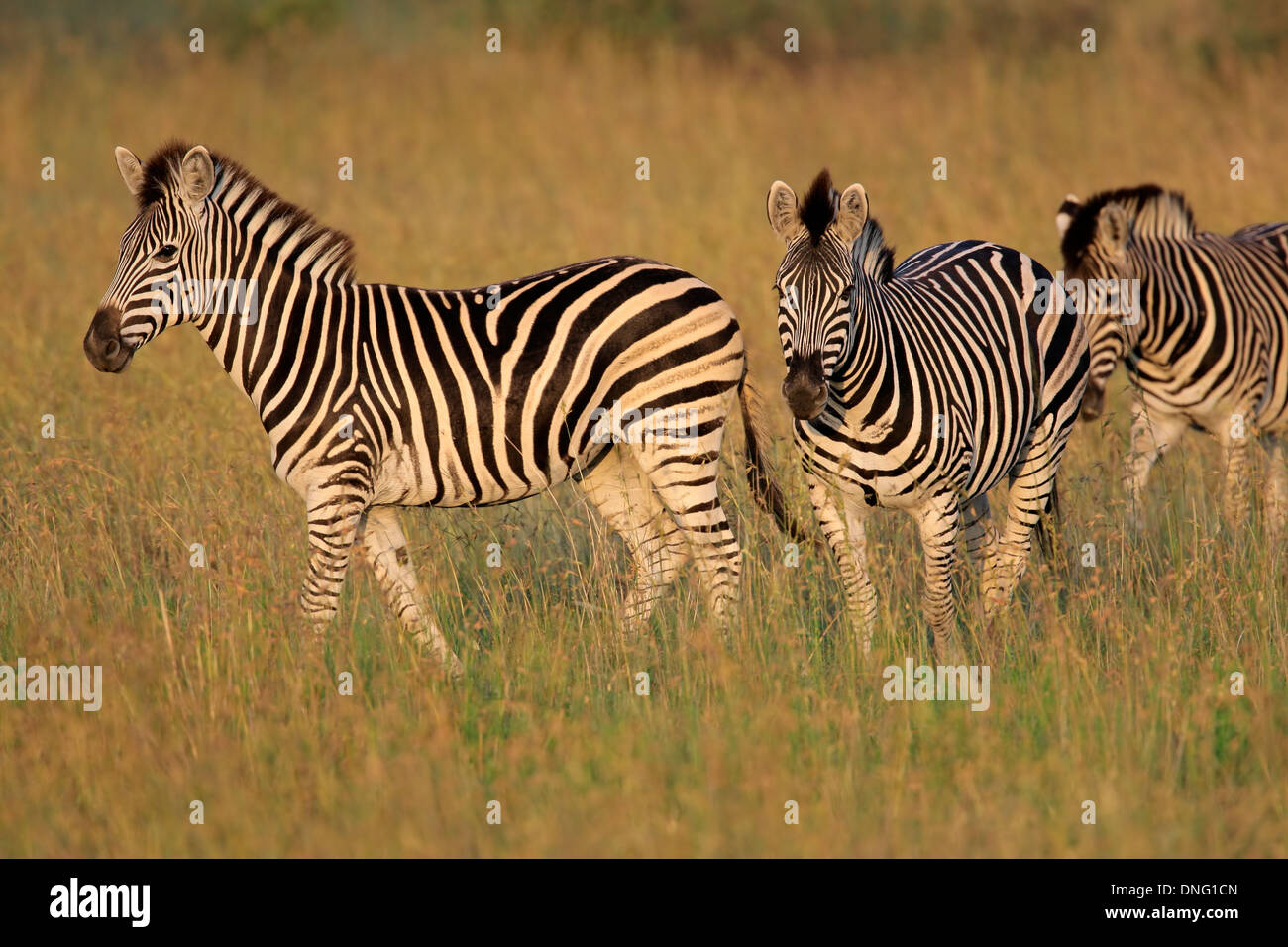 Pianure (Burchells) zebre (Equus quagga), Sud Africa Foto Stock