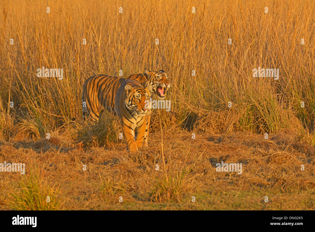 Due tigri fratello nelle praterie opt Ranthambhore Foto Stock