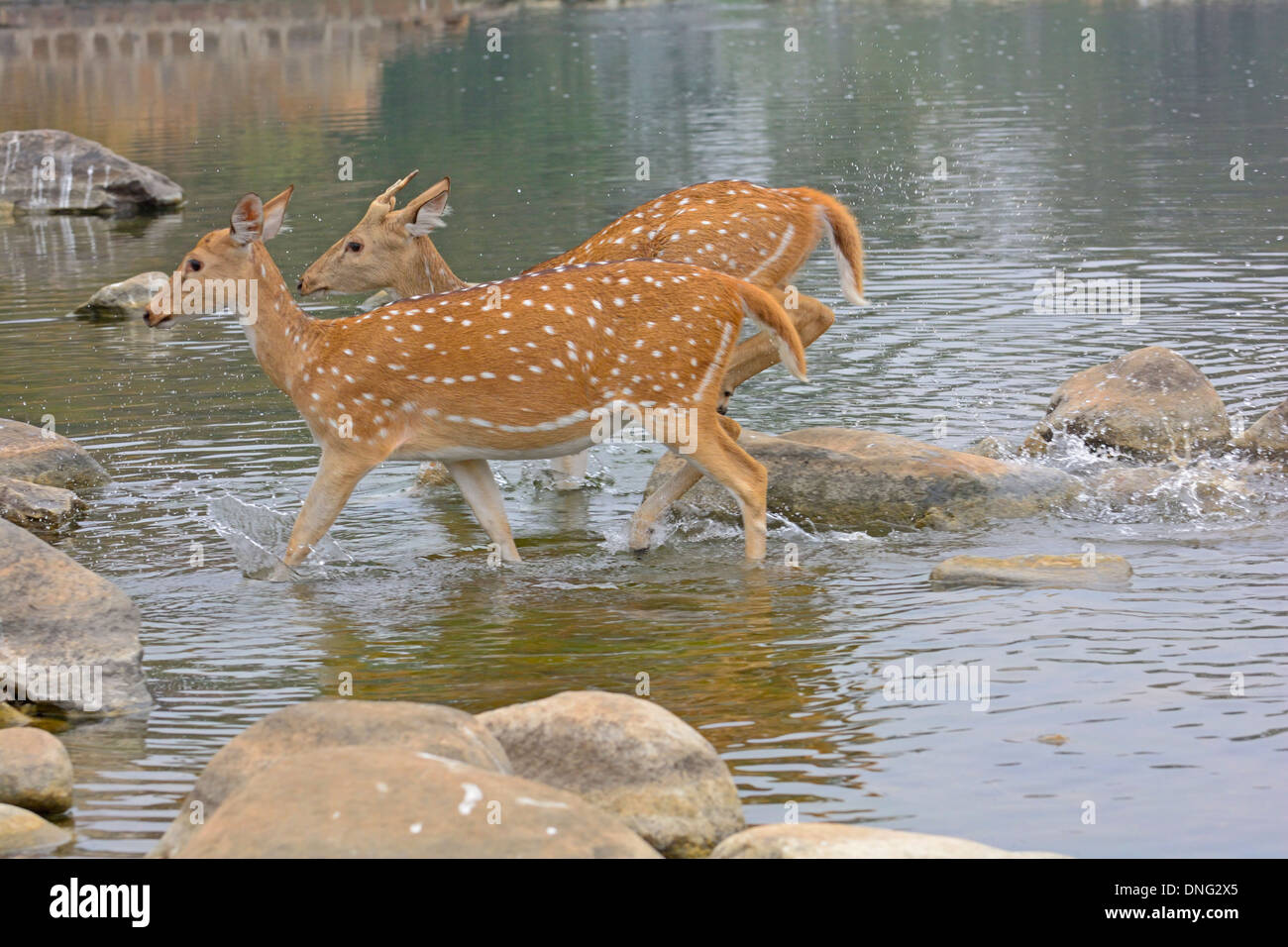Spotted deer (asse asse) attraversando un flusso in Ranthambhore Foto Stock