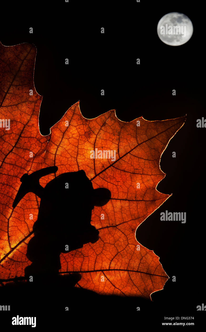 Silhouette di fiaba dwarf / gnome con piccone stagliano autumn leaf mentre marcia in fairy come foresta di notte Foto Stock