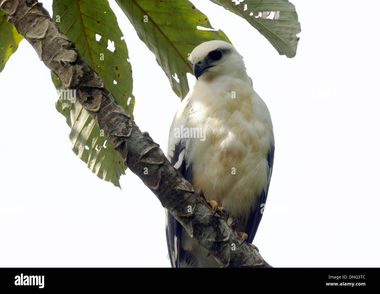 Un falco bianco (Leucopternis albocollis) Braulio Carillo, Horquetas, Sarapiqui, Costa Rica. Foto Stock