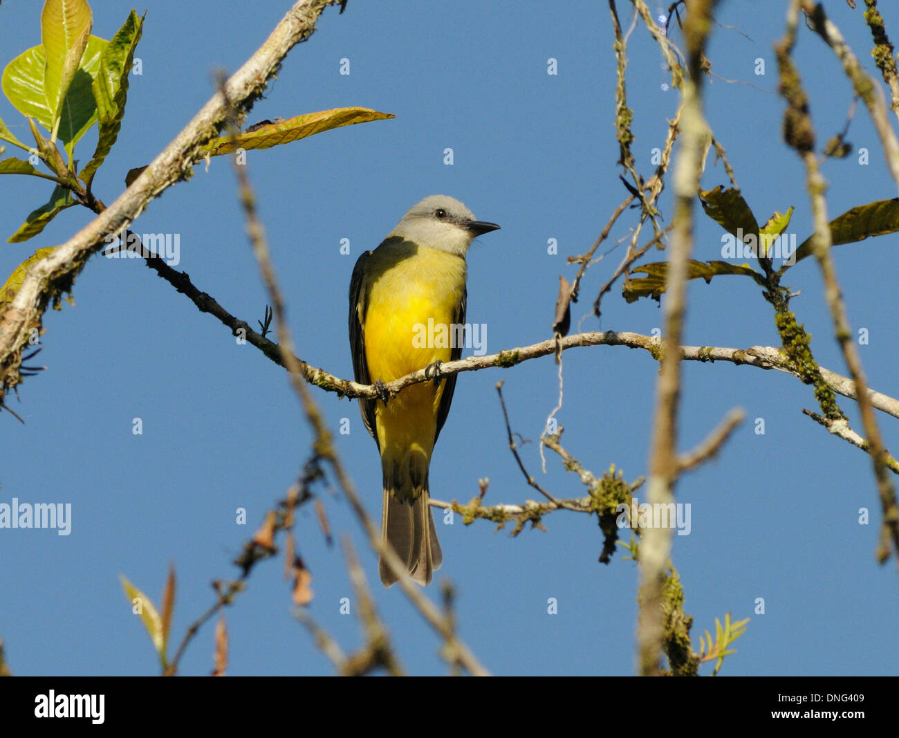 Tropical Kingbird (Tyrannus melancholicus). Foto Stock