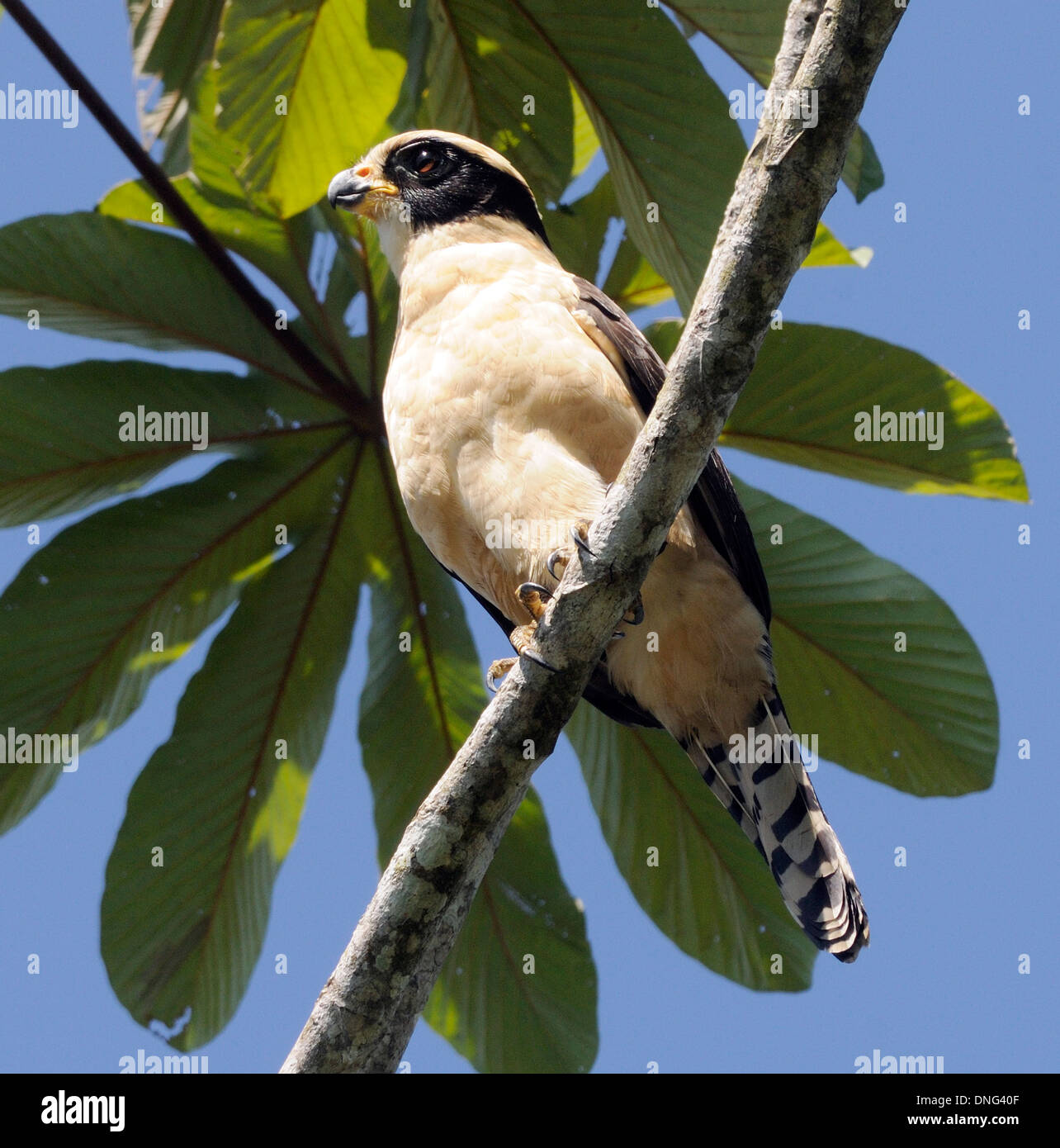 Un ridere Falcon (Herpetotheres cachinnans) Braulio Carillo, Horquetas, Sarapiqui, Costa Rica. Foto Stock