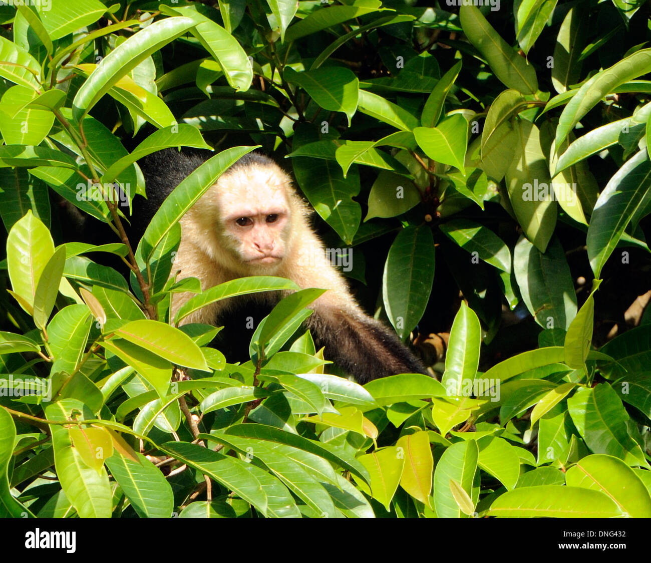 Di fronte bianco scimmia cappuccino (Cebus capucinus) pause durante la poppata. Tortuguero, PARCO NAZIONALE DI TORTUGUERO Foto Stock