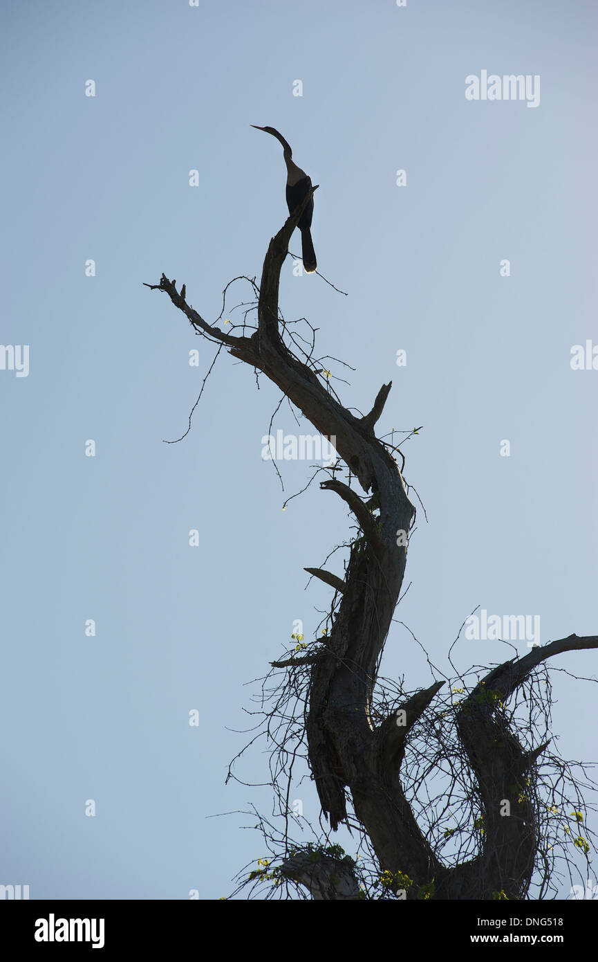 Cormorano sulla parte superiore dell'albero morto a Venezia, Florida Foto Stock