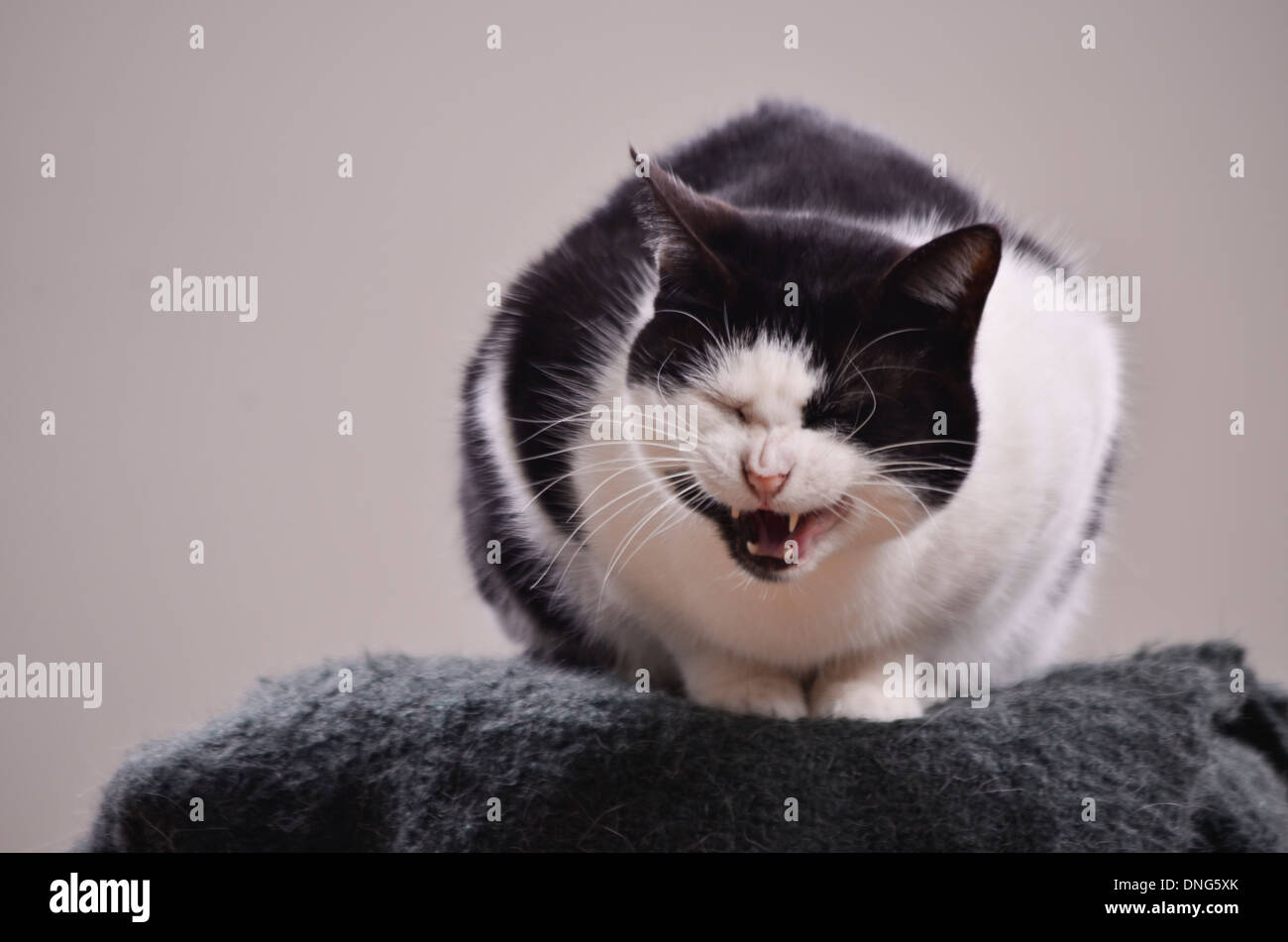 Bianco e nero cat. Le espressioni del viso. Studio shot. Foto Stock