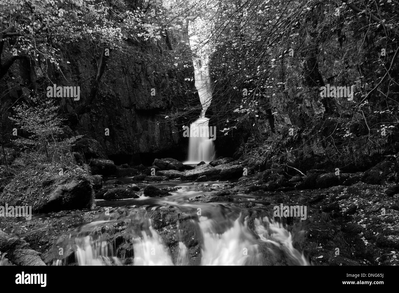 Autunno forza Catrigg cascata, villaggio Stainforth, fiume Ribble, Yorkshire Dales National Park, England, Regno Unito Foto Stock