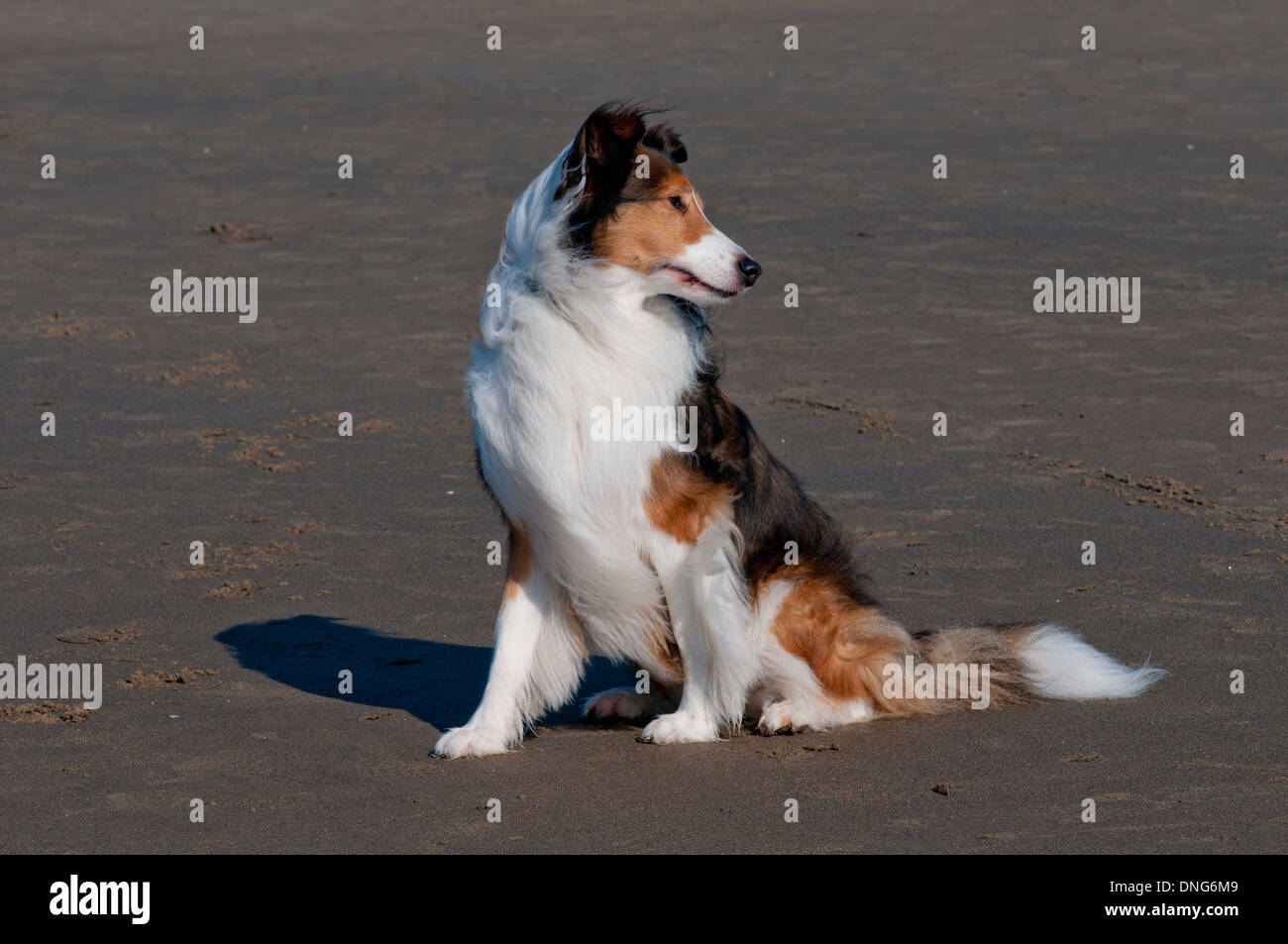 Shetland sheepdog (Sheltie) sulla spiaggia sulla costa dell'Oregon Foto Stock