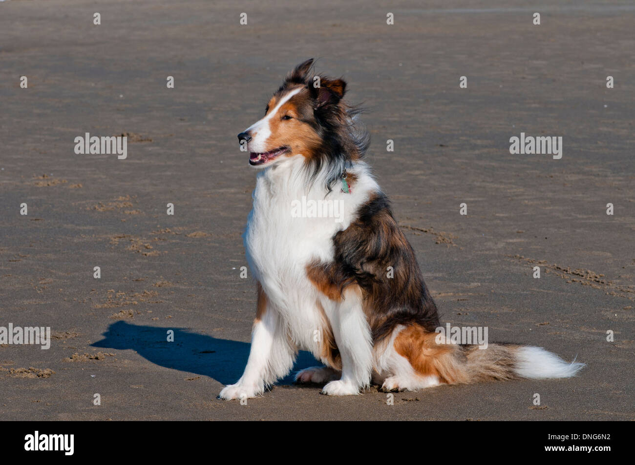 Shetland sheepdog (Sheltie) sulla spiaggia sulla costa dell'Oregon Foto Stock