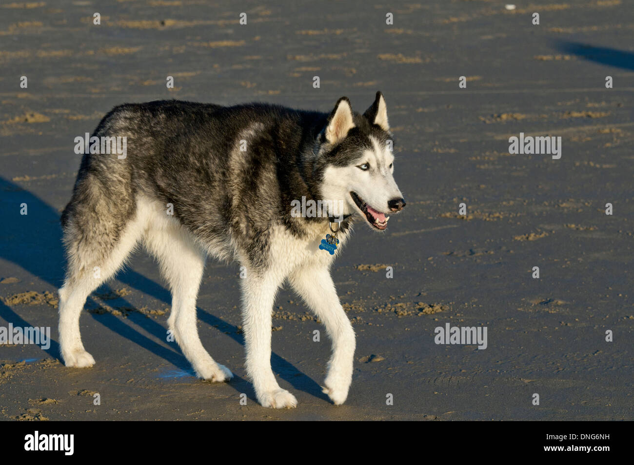 Siberian Husky camminando sulla spiaggia sulla costa dell'Oregon Foto Stock