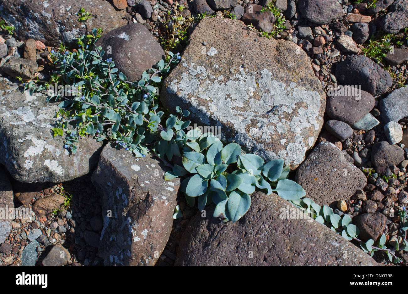 Oysterplant, Mertensia maritima, crescendo a un luogo riservato nelle isole Shetland Foto Stock