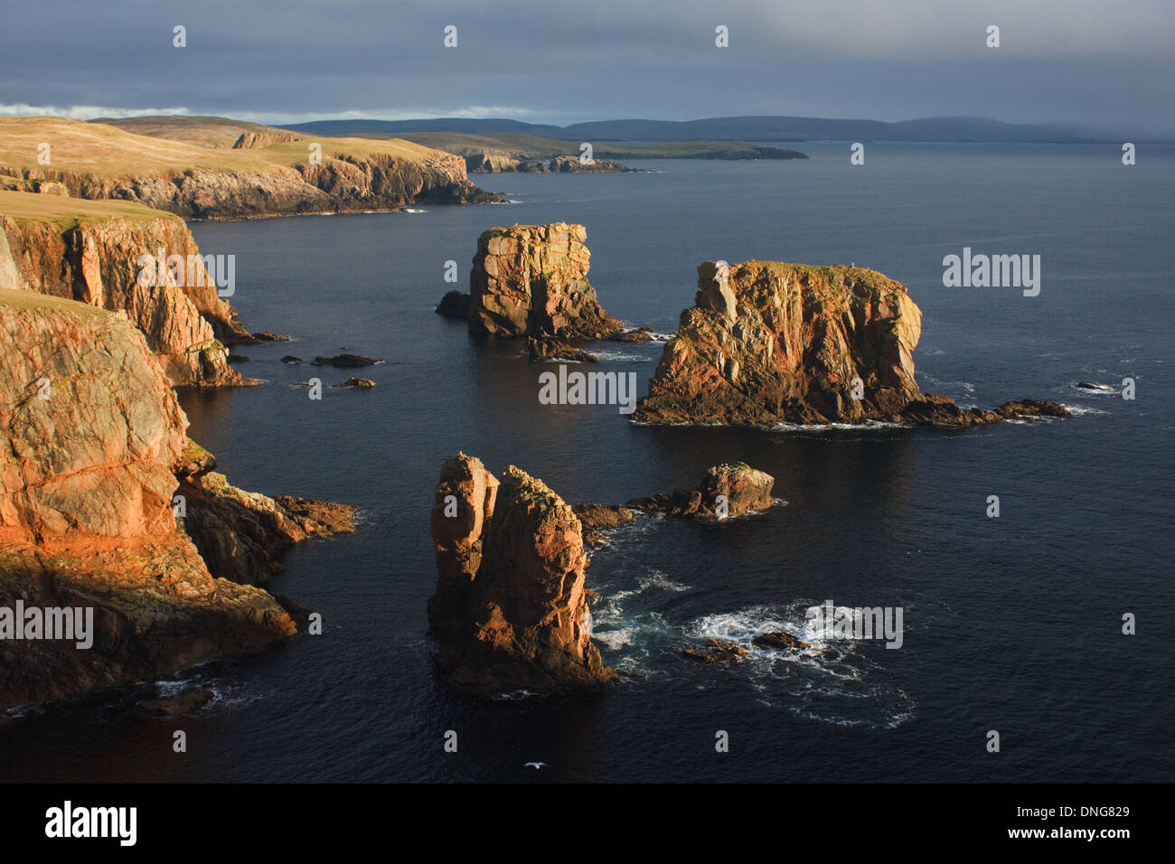 Pinnacoli di roccia e mare pile a Nev vicino Westerwick, Skeld, Westside, Isole Shetland Foto Stock