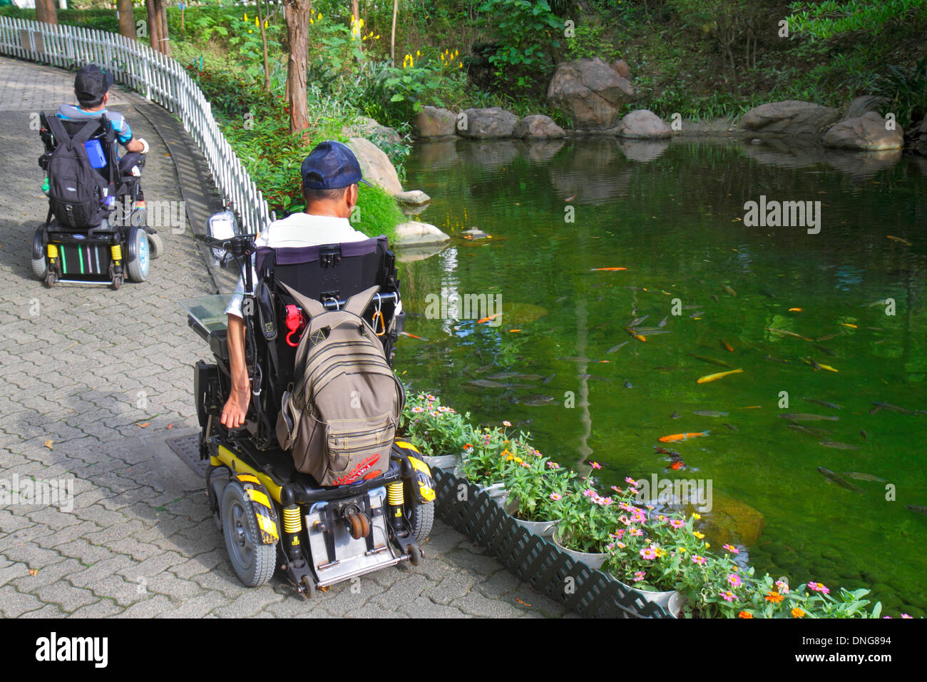 Hong Kong Cina, Hong Kong, Asia, cinese, orientale, isola, centrale, Hong Kong Park, paesaggio, alberi, stagno, uomo asiatico maschio, sedia a rotelle elettrica, handicap disabili Foto Stock