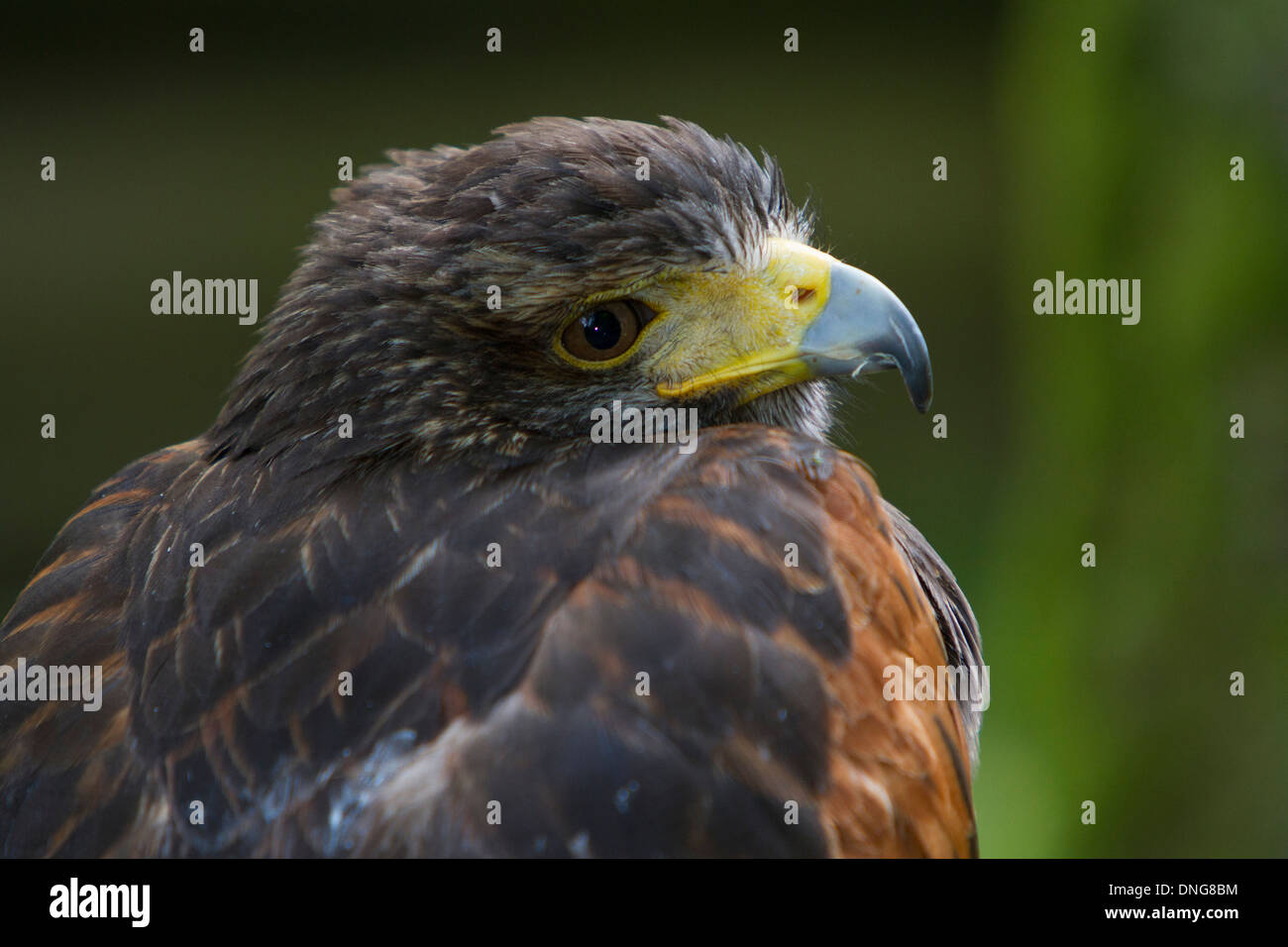 Harris Hawk (Parabuteo unicinctus) close-up verticale Foto Stock