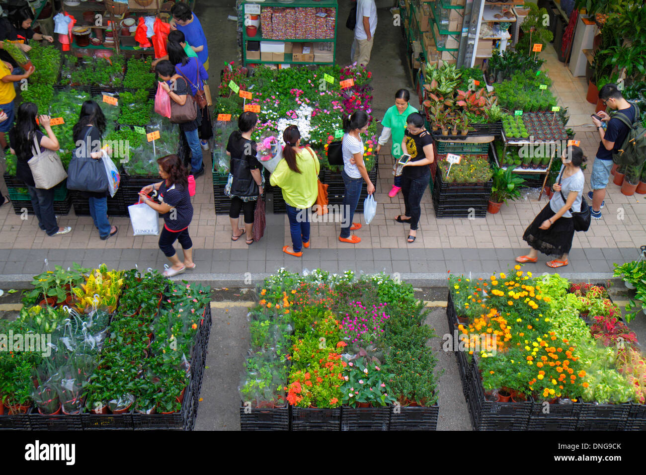 Hong Kong Cina,HK,Cinese,Orientale,Kowloon,Prince Edward,Flower Market Road,Mongkok,venditori ambulanti,stand stand stand mercato acquisto vendita,espositore s Foto Stock