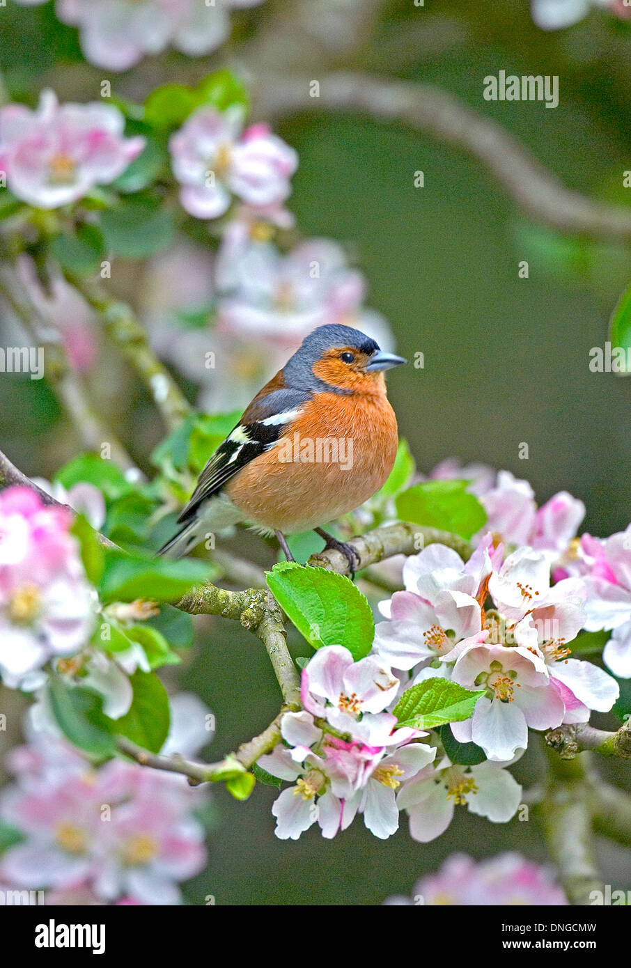 (Fringuello Fringilla coelebs) maschio, arroccato in Apple tree con fiore colore rosa. Washington, West Sussex, 7 Aprile 2004 Foto Stock