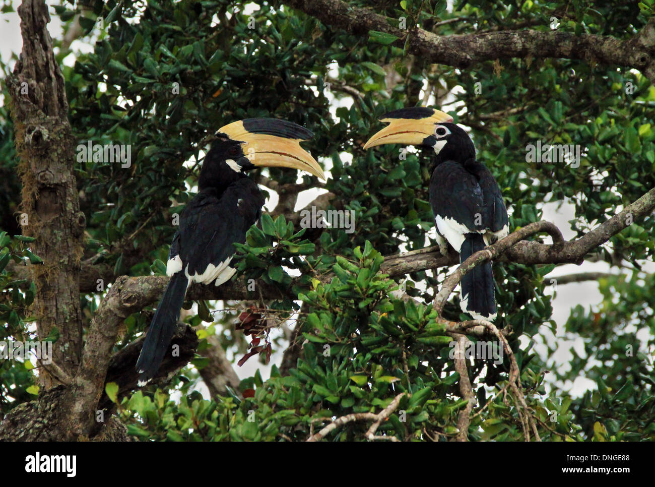 Il Malabar Pied Hornbills (Anthracoceros Coronatus) in una struttura ad albero, Yala National Park, Sri Lanka Foto Stock