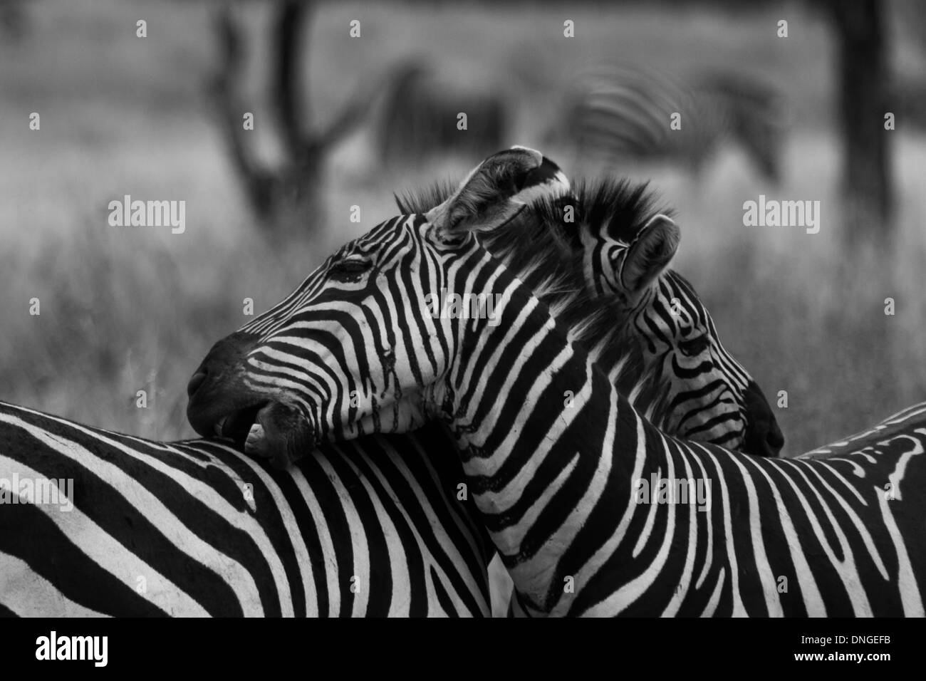 Zebre nel Parco Nazionale di Tarangire e, Tanzania Foto Stock