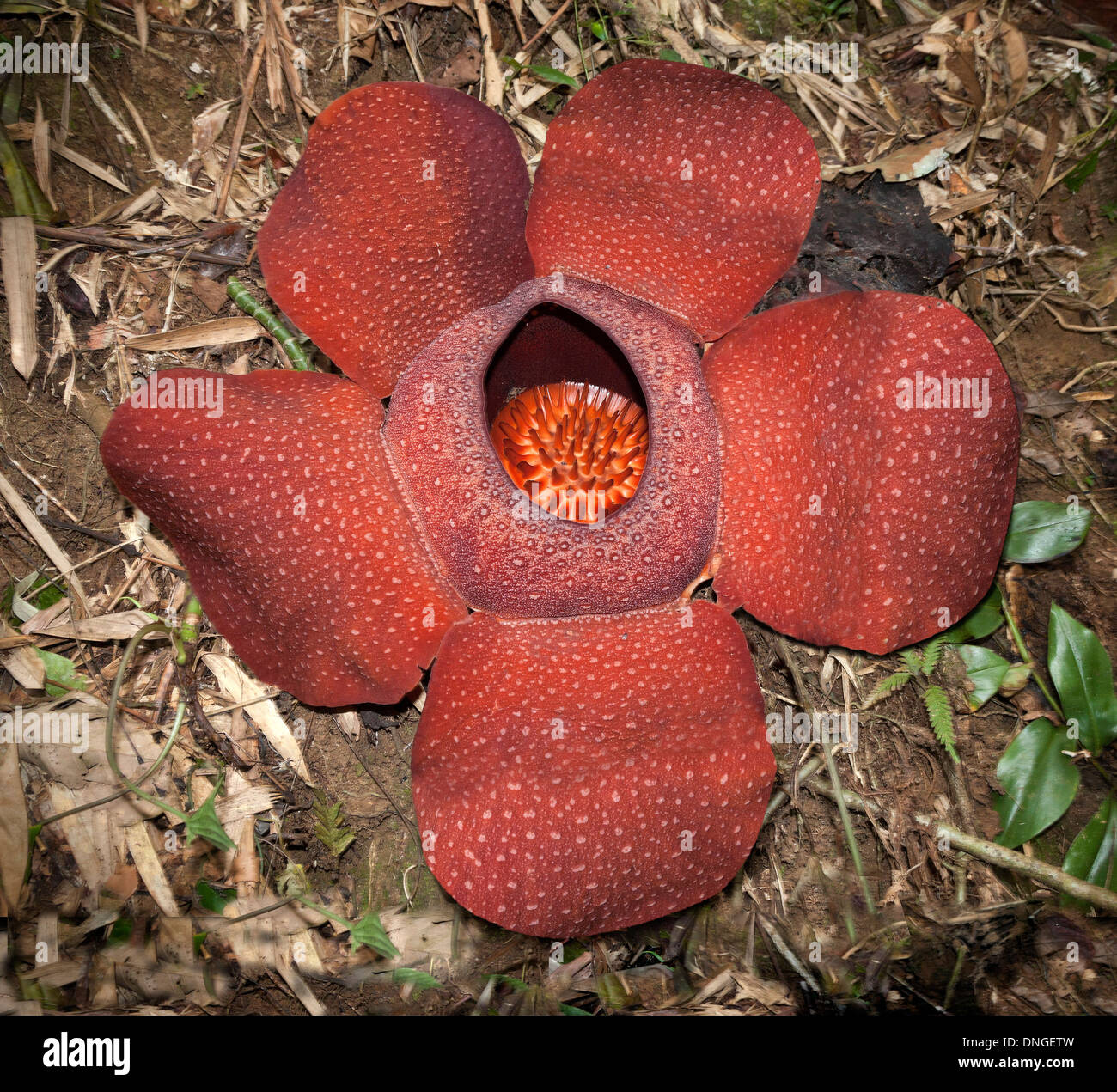 Rafflesia arnoldii o 'cadavere di fiore in piena fioritura, Cameron Highlands, Malaysia Foto Stock