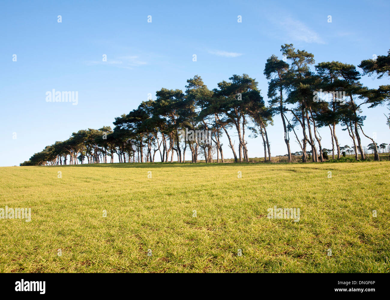 Una linea di pino silvestre alberi segnando un confine di campo in campagna, Shottisham, Suffolk, Inghilterra Foto Stock