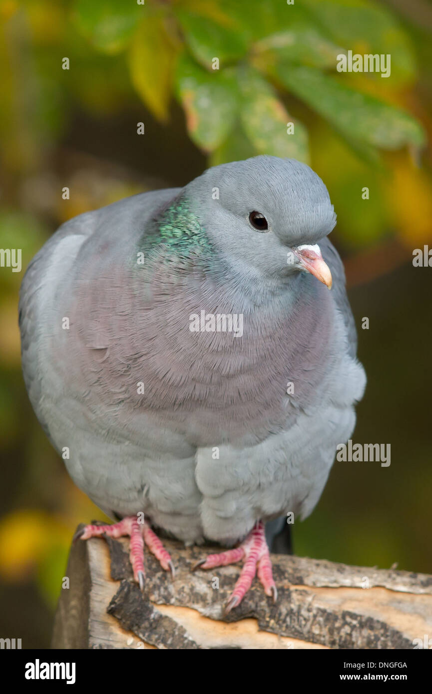 Magazzino Colomba (Columba oenas), Attenborough, Nottinghamshire Foto Stock