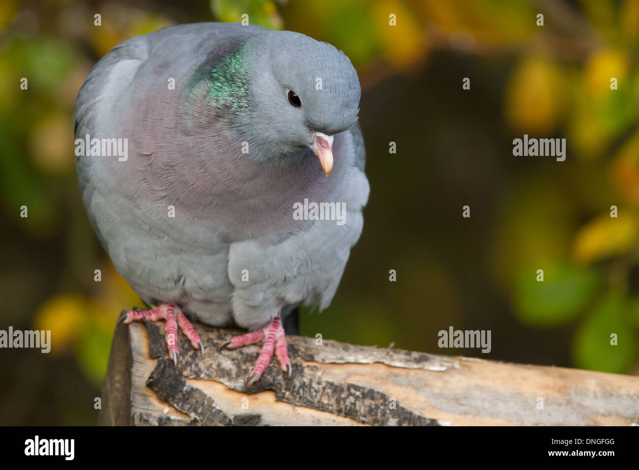 Magazzino Colomba (Columba oenas), Attenborough, Nottinghamshire Foto Stock