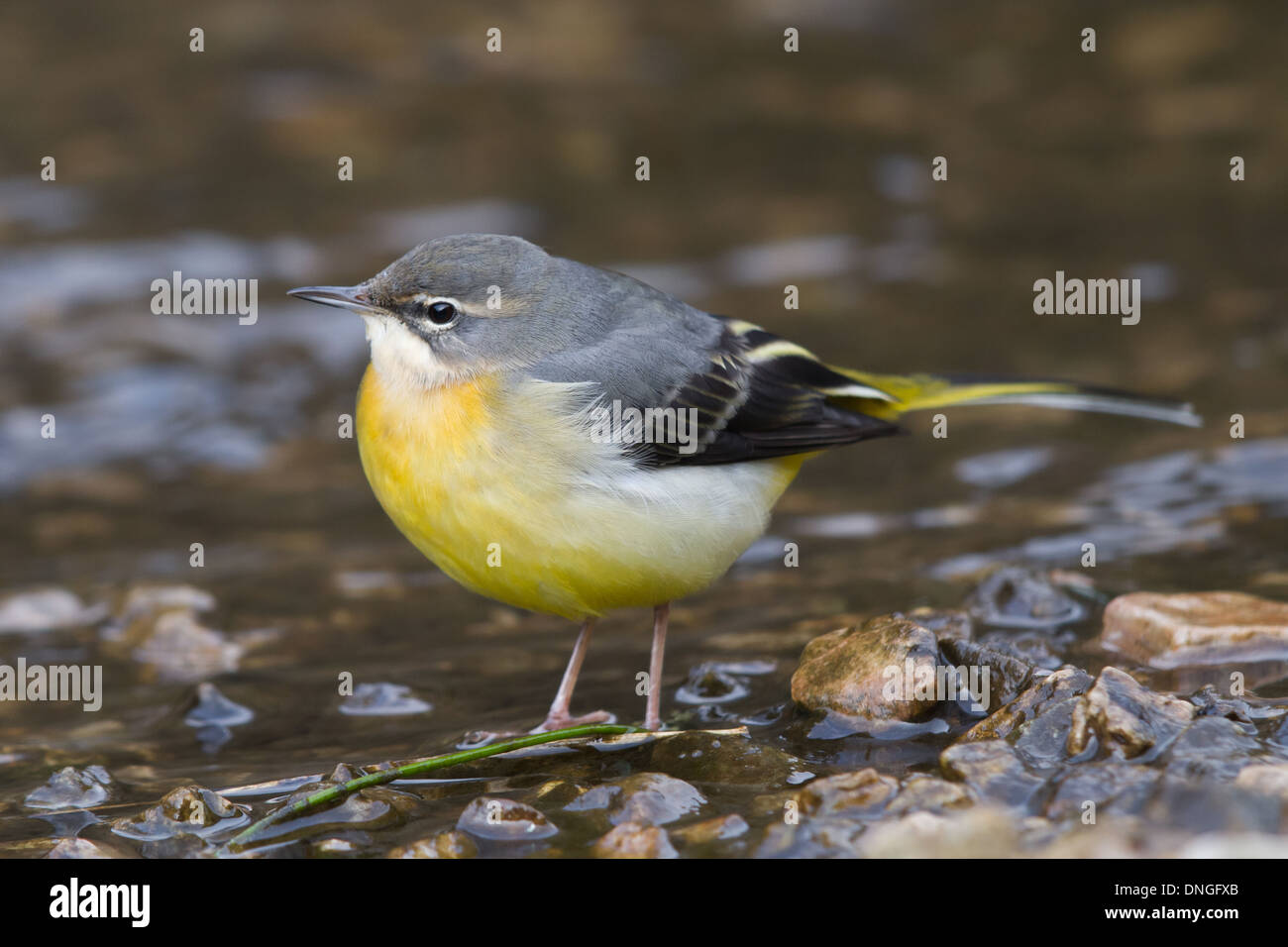 Wagtail grigio (Motacilla cinerea), Dovedale, Derbyshire Foto Stock