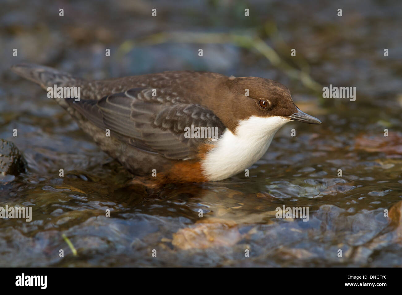 Bianco-throated bilanciere (Cinclus cinclus), Dovedale, Derbyshire Foto Stock