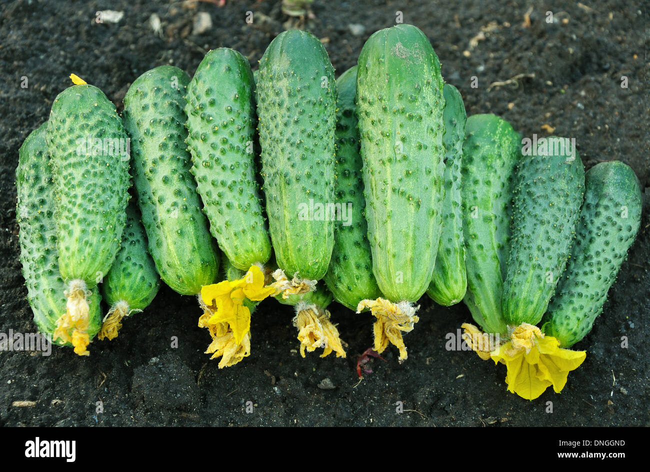 Cetrioli alla rinfusa sul terreno Foto Stock
