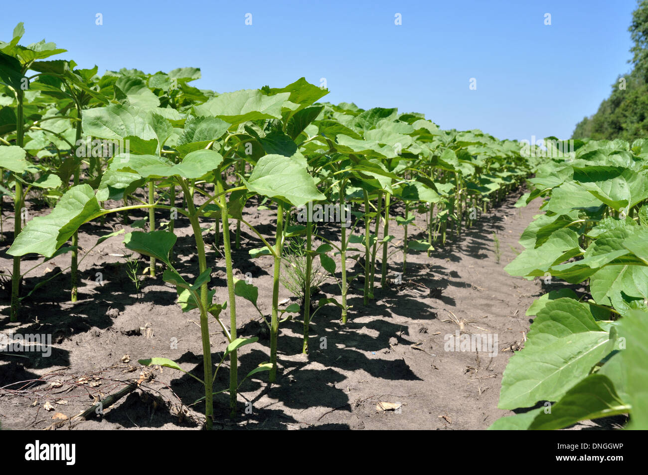 Campo di giovani piante di girasole crescente in righe Foto Stock