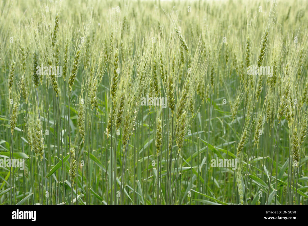 Spica di Grano verde sullo sfondo del campo Foto Stock