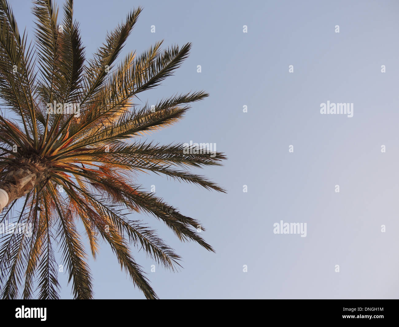 Palm Tree, Lanzarote Foto Stock