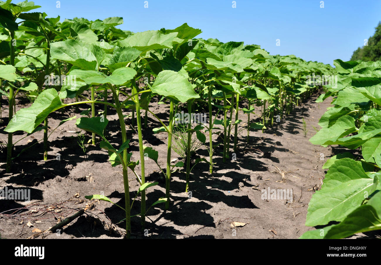 Campo di giovani piante di girasole crescente in righe Foto Stock
