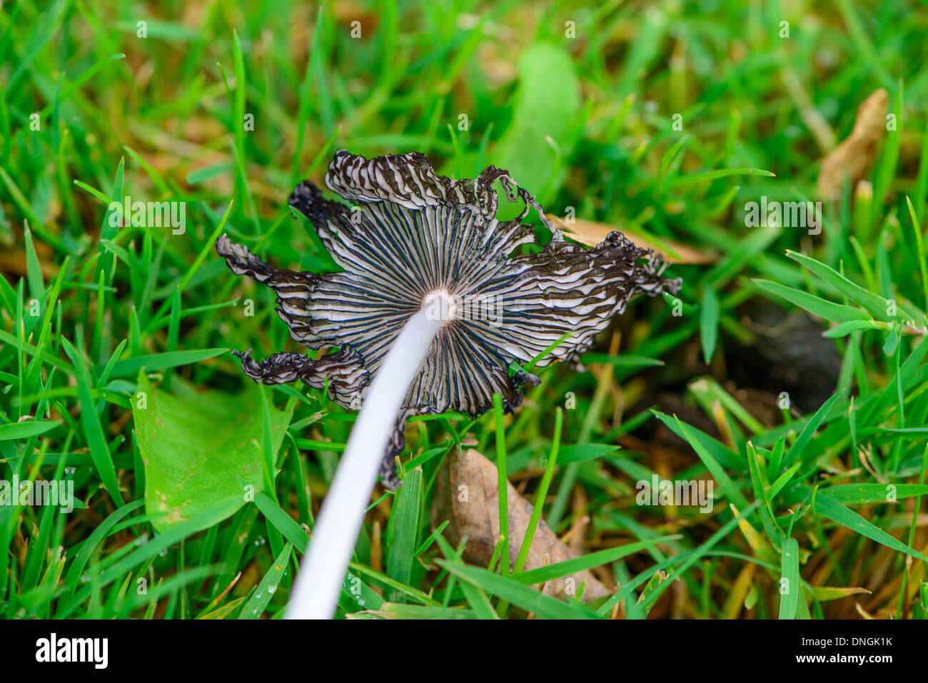 Decadendo in bianco e nero cappuccio inchiostro fungo su erba con foglie di autunno. Foto Stock