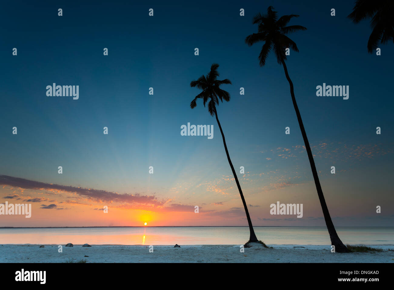 Le palme e la spiaggia al tramonto a Zanzibar, Tanzania Foto Stock