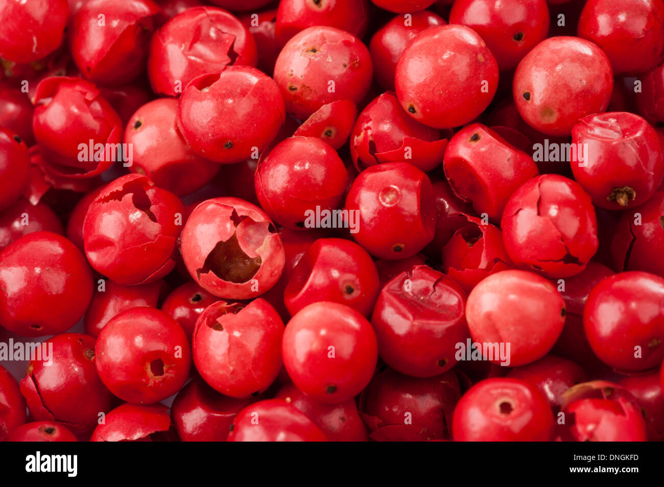 Red Rose pepe organico Foto Stock