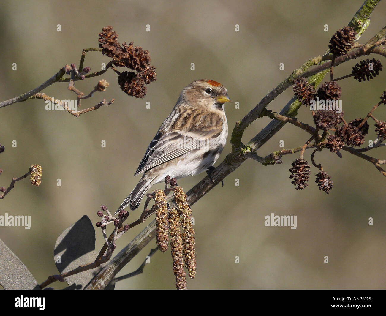 Lesser Redpoll (Acanthis flammea) appollaiato su un ramo di ontano Foto Stock