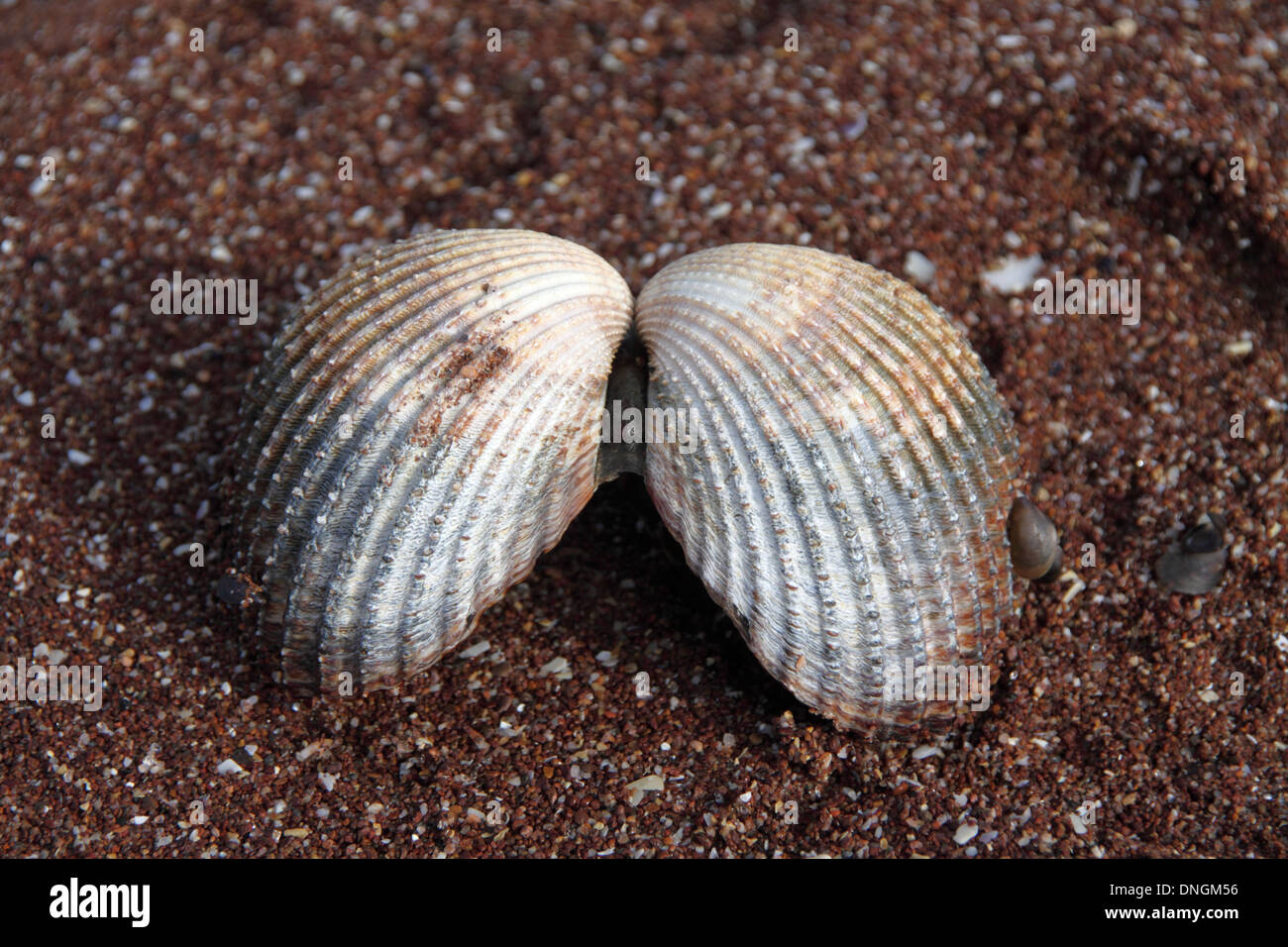 Conchiglie sulla spiaggia a Paignton Foto Stock