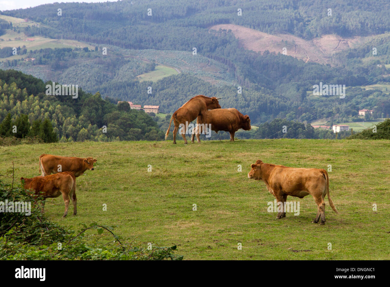 Bull vacca montaggio scena naturale di riproduzione, allevamento fuori sulle montagne panoramiche Biscaglia cantabrico Paesi baschi Spagna Europa Foto Stock