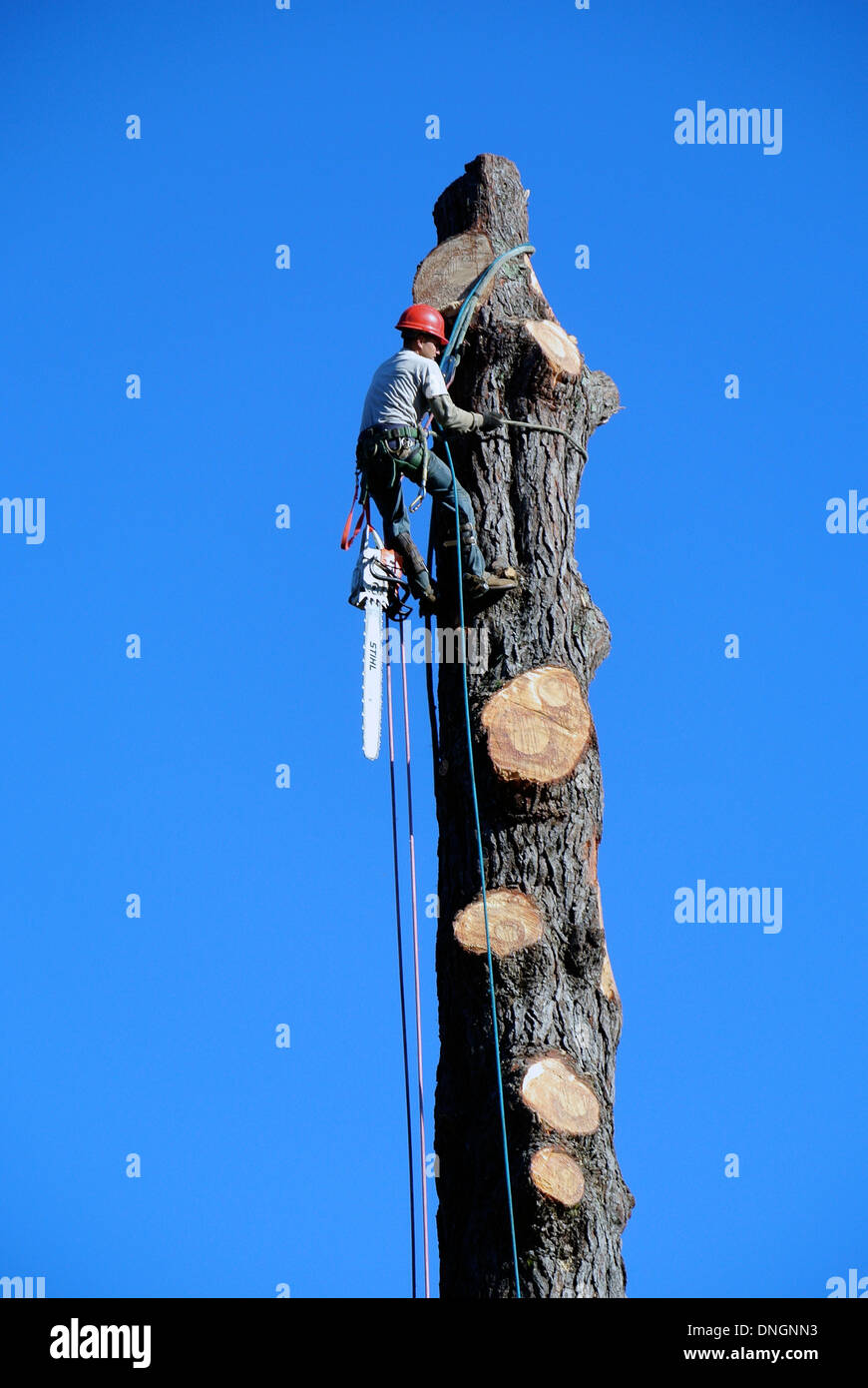Paesaggio lavoratore con sega elettrica rivestimenti gigantesco albero di pino a Marin County in California Foto Stock