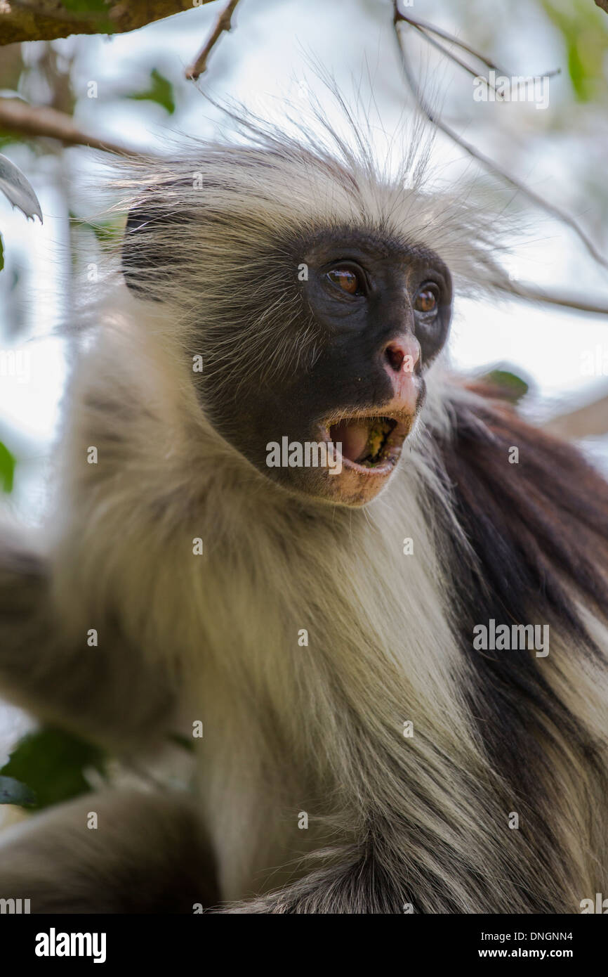 Red Colobus Monkey a Zanzibar Foto Stock