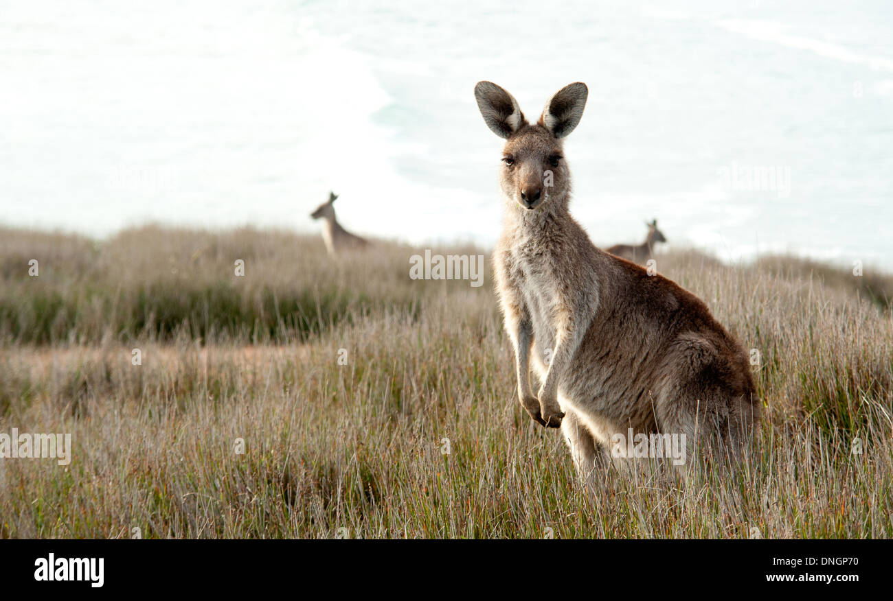 Un canguro di fronte a una telecamera in un campo erboso Foto Stock