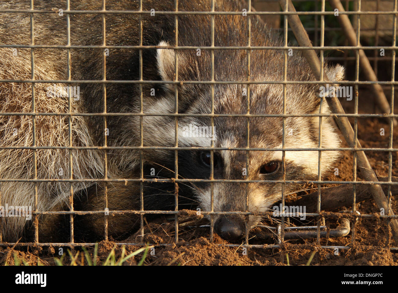 Raccoon in trappola dal vivo. Quartiere residenziale di disturbo di intrappolamento degli animali. Foto Stock