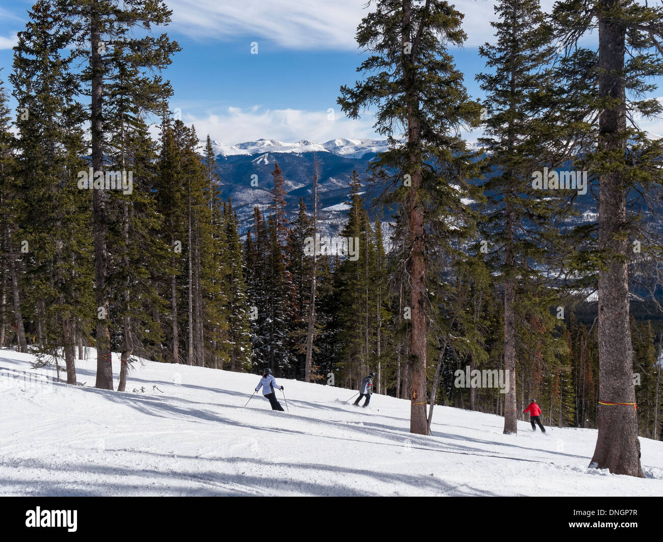 Blue piste per correre in alberi, picco 6, Breckenridge Ski Area, Breckenridge, Colorado. Foto Stock