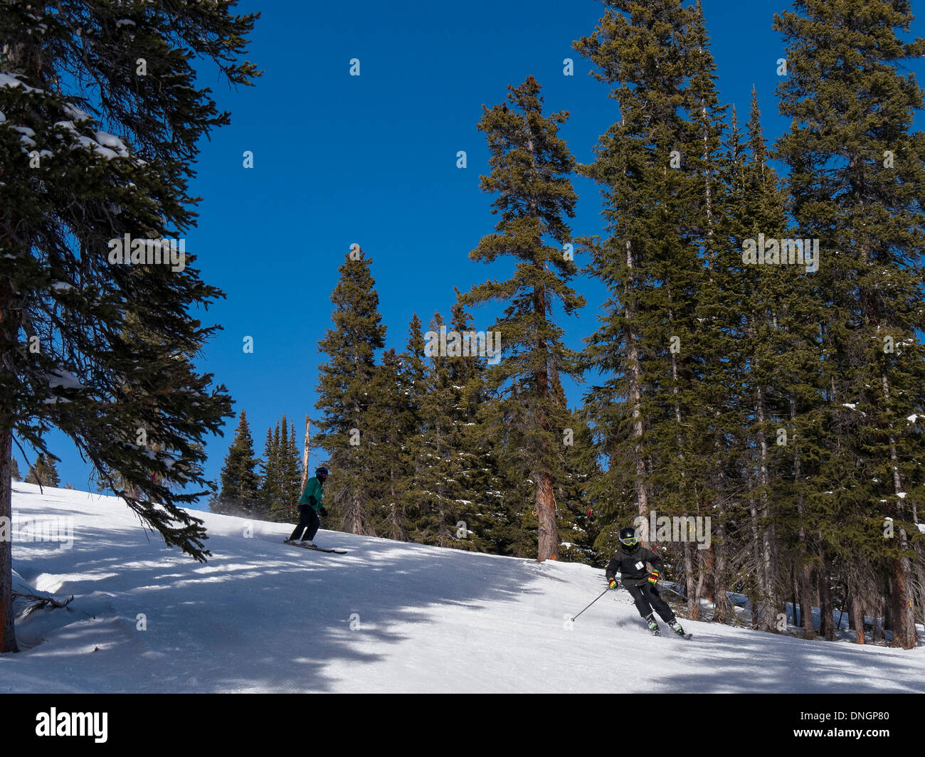 Blue piste per correre in alberi, picco 6, Breckenridge Ski Area, Breckenridge, Colorado. Foto Stock