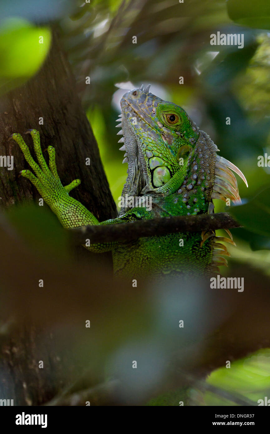 In prossimità di un albero verde iguana di arrampicarsi su un albero in tropical Belize Foto Stock