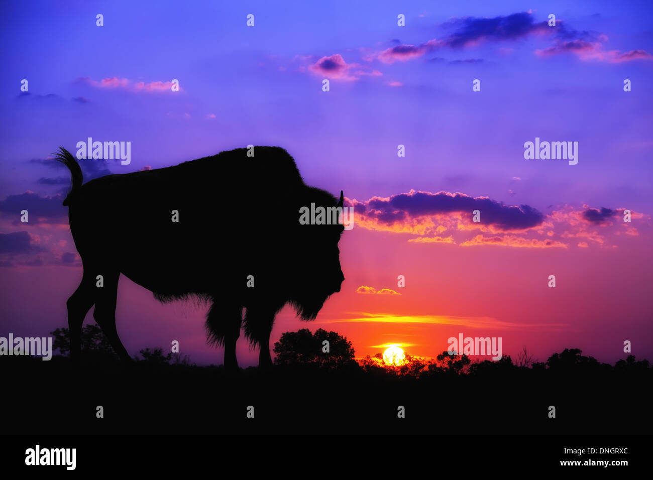 Bisonti americani Buffalo silhouette contro all'alba o al tramonto Foto Stock