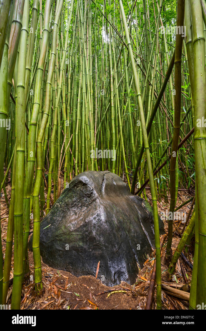 Il magico bosco di bambù di Maui vicino a Na'ili'ili Haele sulla strada di Hana. Foto Stock
